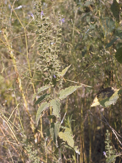 Scutellaria elliptica (Hairy skullcap) #8919