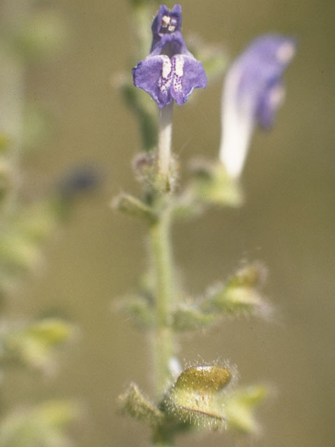 Scutellaria elliptica (Hairy skullcap) #8920