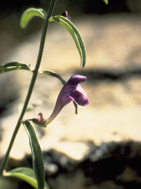 Scutellaria siphocampyloides (Grayleaf skullcap) #8939