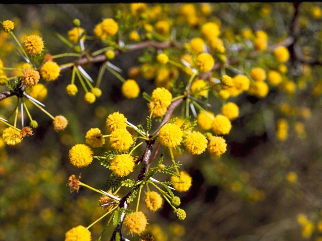 Vachellia vernicosa (Viscid acacia) #8958