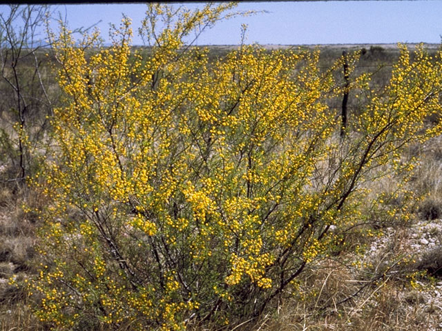 Vachellia vernicosa (Viscid acacia) #8959