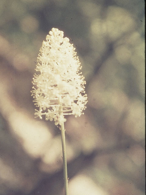 Amianthium muscitoxicum (Fly poison) #8965