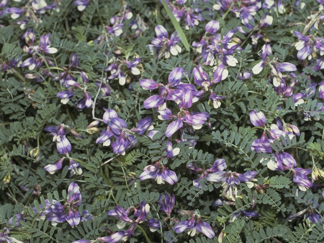 Astragalus distortus (Ozark milkvetch) #9005