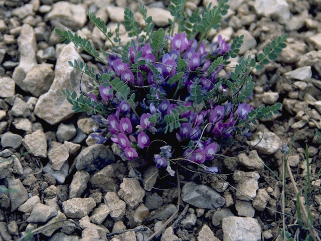 Astragalus kentrophyta (Spiny milkvetch) #9010