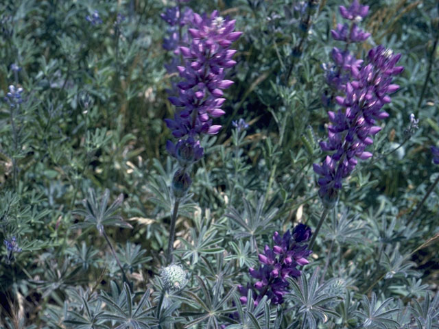 Lupinus bakeri ssp. amplus (Baker's lupine) #9032