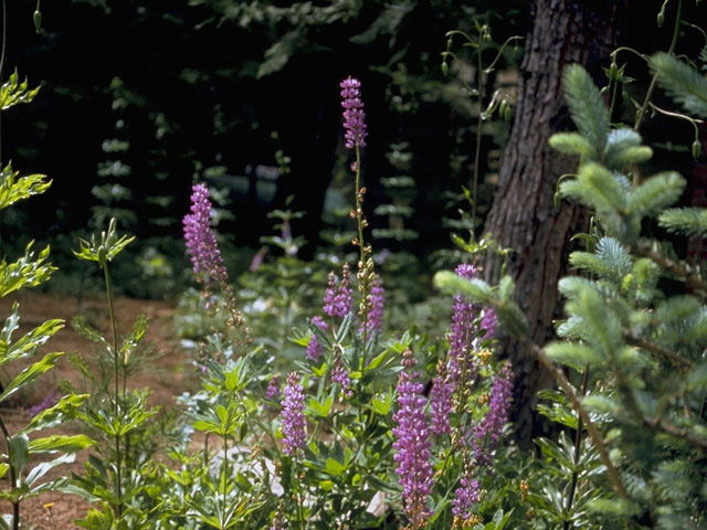 Lupinus bakeri ssp. amplus (Baker's lupine) #9033