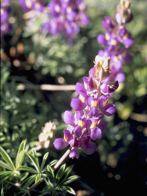 Lupinus bakeri ssp. amplus (Baker's lupine) #9034