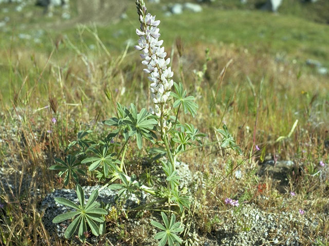 Lupinus densiflorus (Whitewhorl lupine) #9045