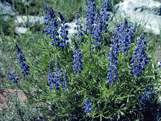 Lupinus excubitus (Grape soda lupine) #9046