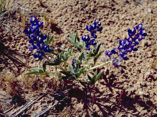 Lupinus sellulus var. lobbii (Donner lake lupine) #9059