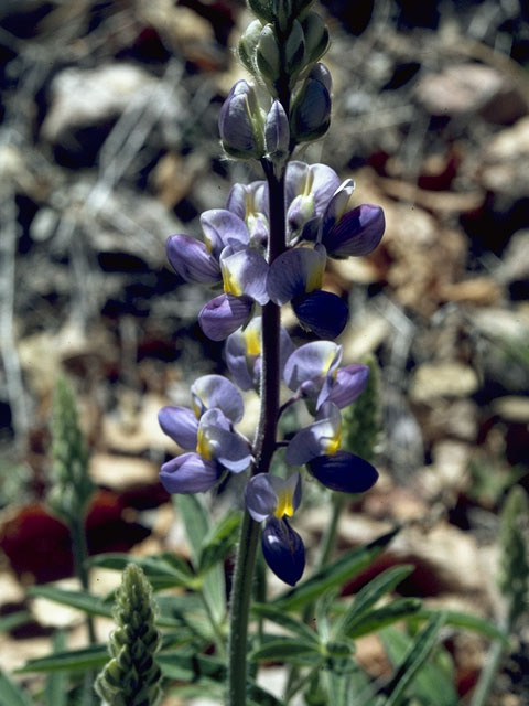 Lupinus longifolius (Longleaf bush lupine) #9061