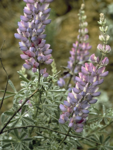 Lupinus longifolius (Longleaf bush lupine) #9062