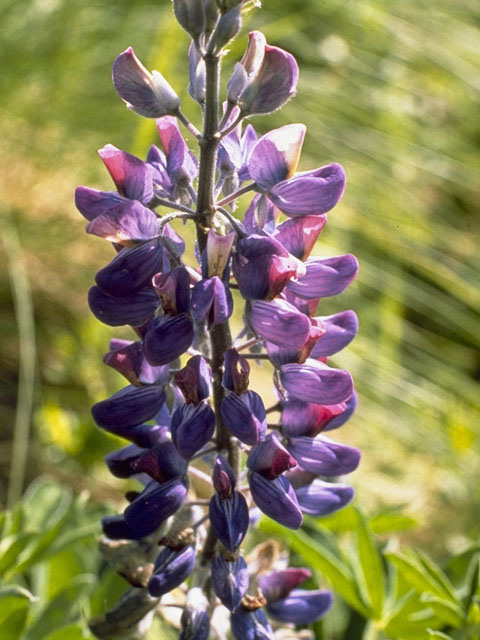 Lupinus nootkatensis (Nootka lupine) #9068