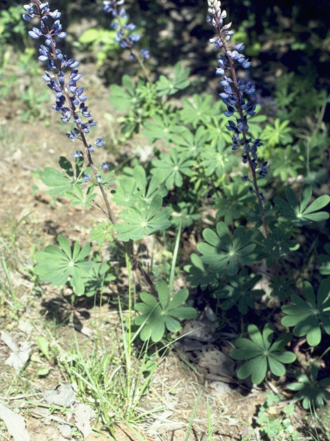 Lupinus perennis ssp. gracilis (Sundial lupine) #9070