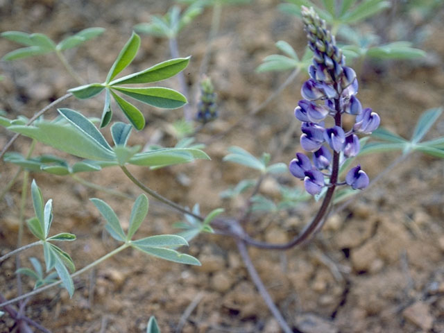 Lupinus perennis (Sundial lupine) #9072