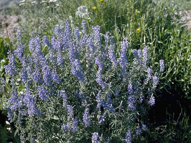 Lupinus sericeus (Silky lupine) #9082