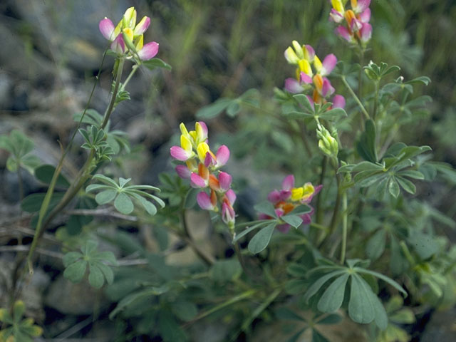 Lupinus stiversii (Harlequin annual lupine) #9097