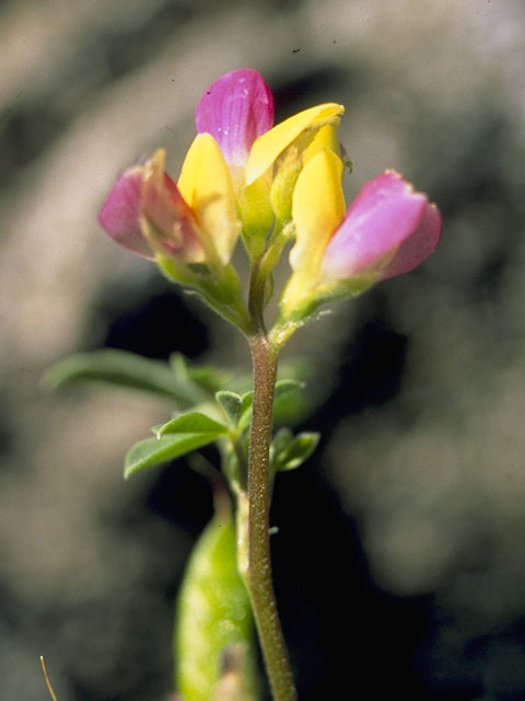 Lupinus stiversii (Harlequin annual lupine) #9099