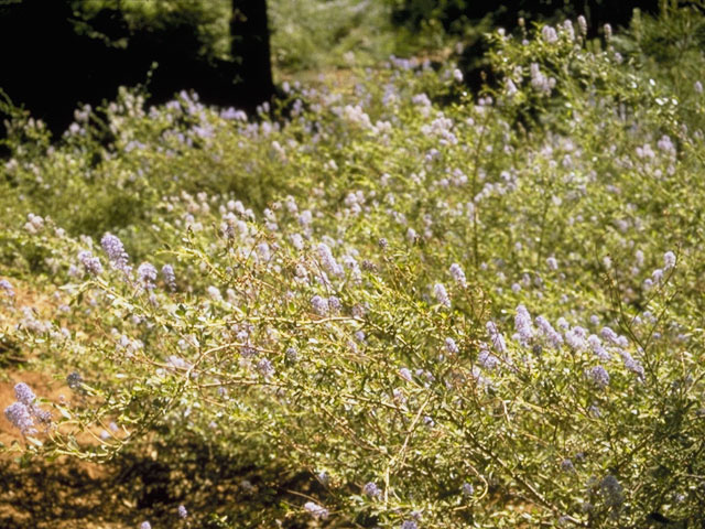 Ceanothus parvifolius (Littleleaf ceanothus) #9132