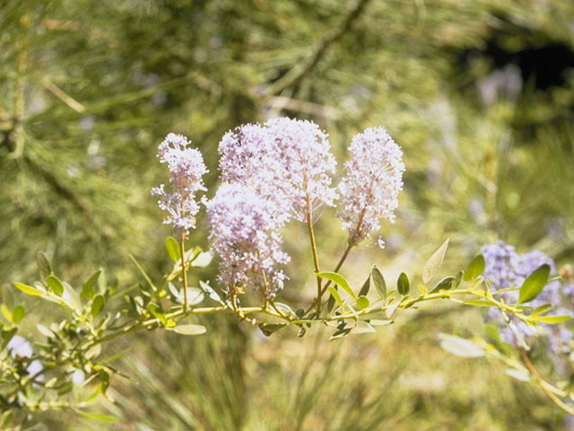 Ceanothus parvifolius (Littleleaf ceanothus) #9133