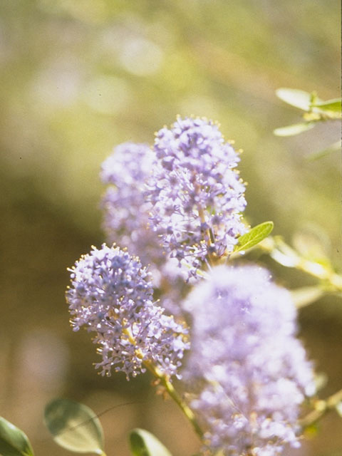 Ceanothus parvifolius (Littleleaf ceanothus) #9134