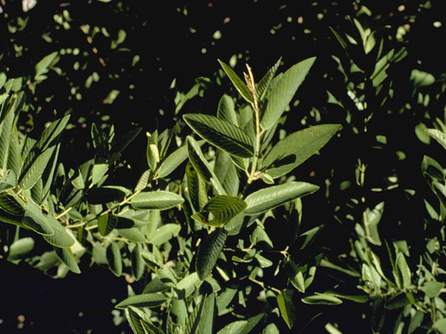 Karwinskia humboldtiana (Coyotillo) #9144