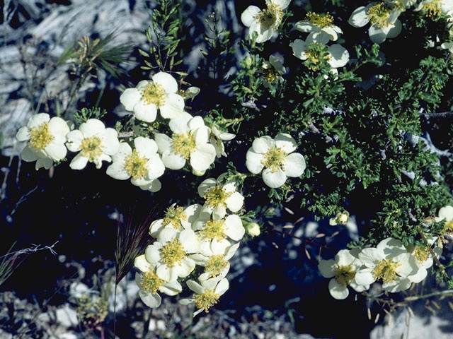 Purshia stansburiana (Stansbury cliffrose) #9171