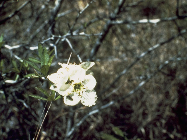 Crataegus opaca (Mayhaw) #9176