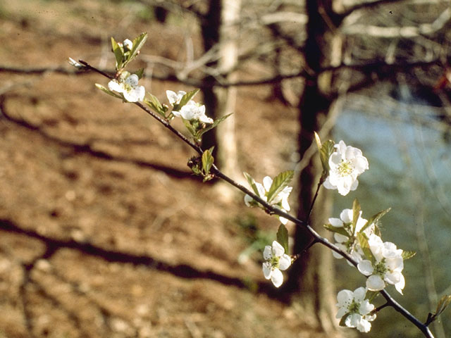 Crataegus opaca (Mayhaw) #9177