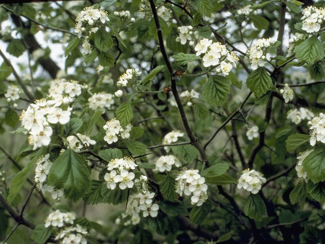 Crataegus texana (Texas hawthorn) #9183