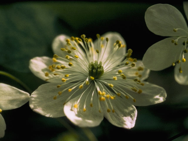 Thalictrum thalictroides (Rue anemone) #9237