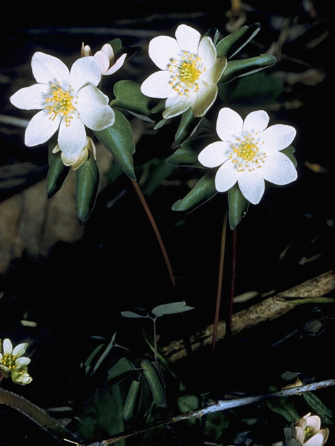 Thalictrum thalictroides (Rue anemone) #9238