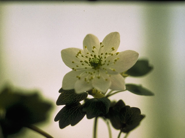 Thalictrum thalictroides (Rue anemone) #9239