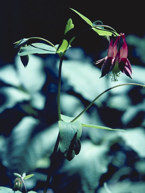 Aquilegia eximia (Van houtte's columbine) #9273