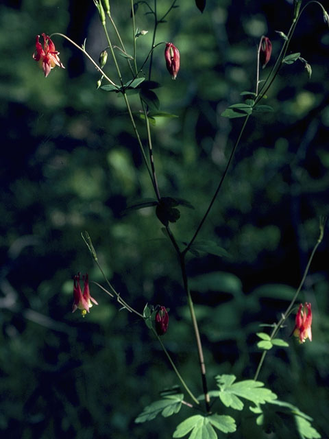 Aquilegia formosa (Western columbine) #9284