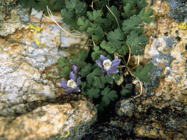 Aquilegia saximontana (Rocky mountain blue columbine) #9295