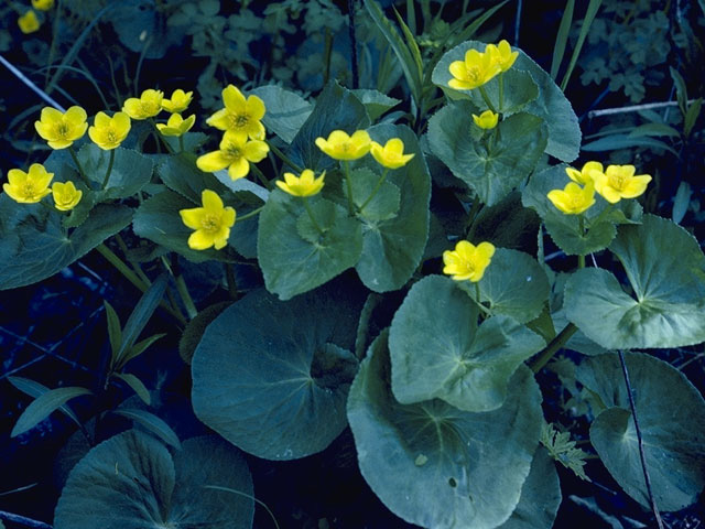 Caltha palustris var. palustris (Yellow marsh marigold) #9302