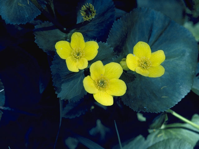 Caltha palustris var. palustris (Yellow marsh marigold) #9303