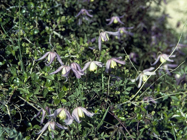 Clematis columbiana var. columbiana (Rock clematis) #9352