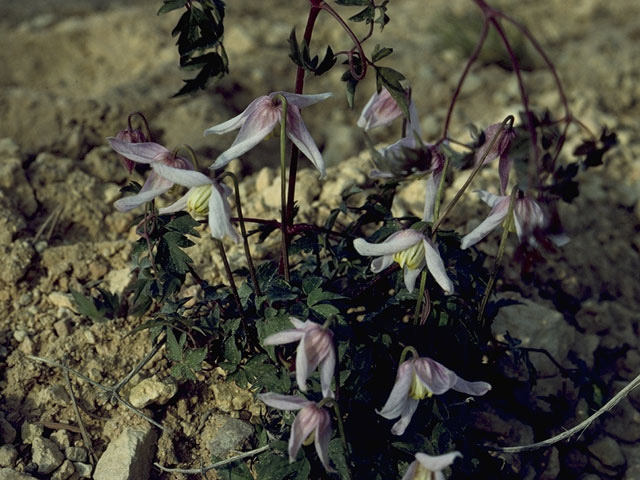 Clematis columbiana var. columbiana (Rock clematis) #9353