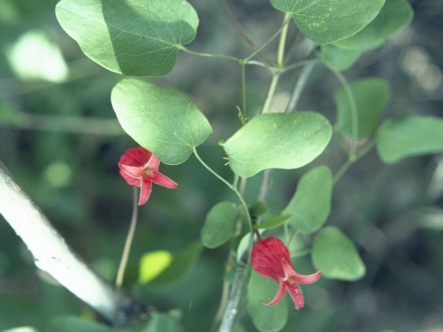 Clematis texensis (Scarlet clematis) #9356