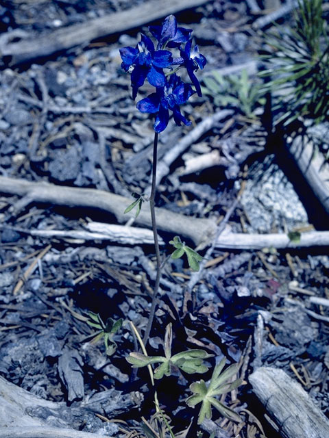 Delphinium glareosum (Olympic larkspur) #9402