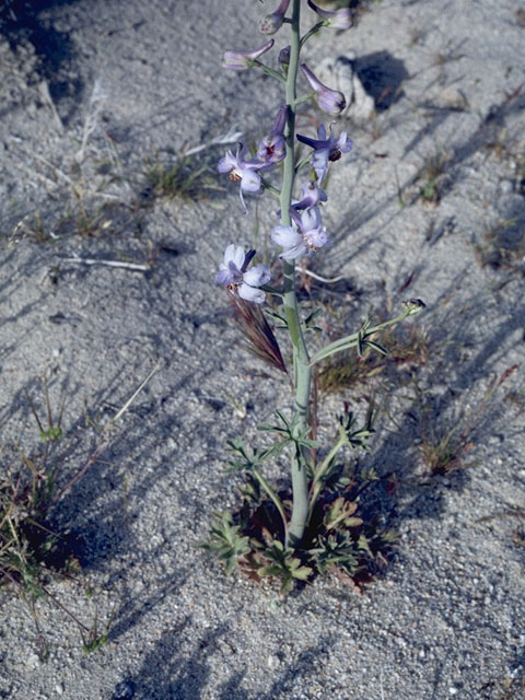 Delphinium gypsophilum (Pinoche creek larkspur) #9405