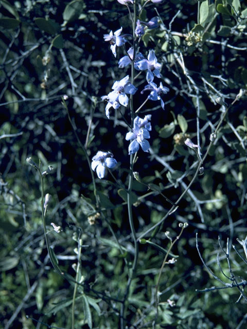 Delphinium gypsophilum (Pinoche creek larkspur) #9406