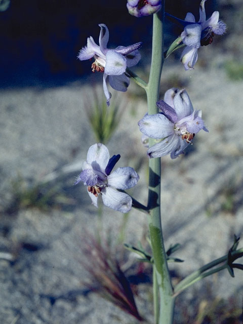 Delphinium gypsophilum (Pinoche creek larkspur) #9407