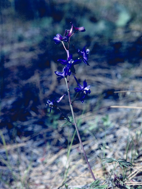 Delphinium hansenii (Eldorado larkspur) #9409