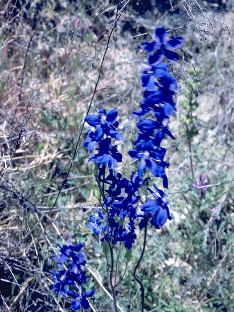 Delphinium hesperium (Foothill larkspur) #9411