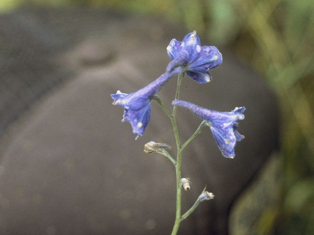 Delphinium nuttallianum (Twolobe larkspur) #9416