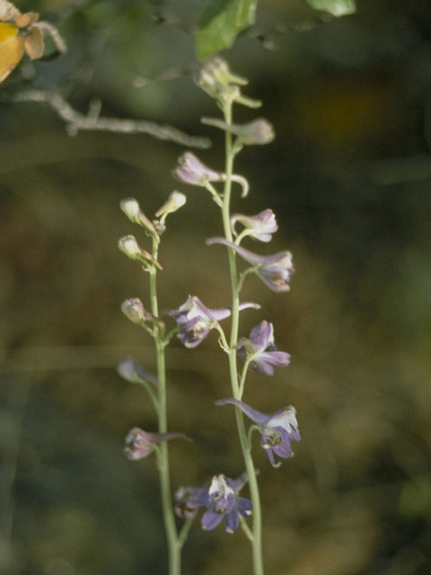 Delphinium parishii (Desert larkspur) #9421