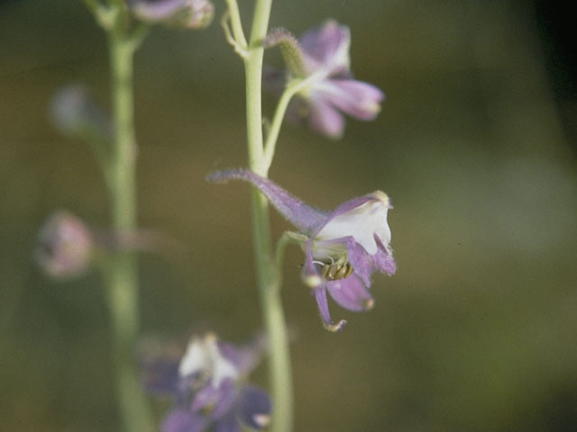 Delphinium parishii (Desert larkspur) #9422